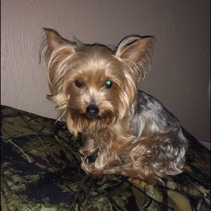 Meet your Posher, Laurie